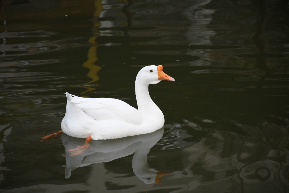 DSC_0899.JPG